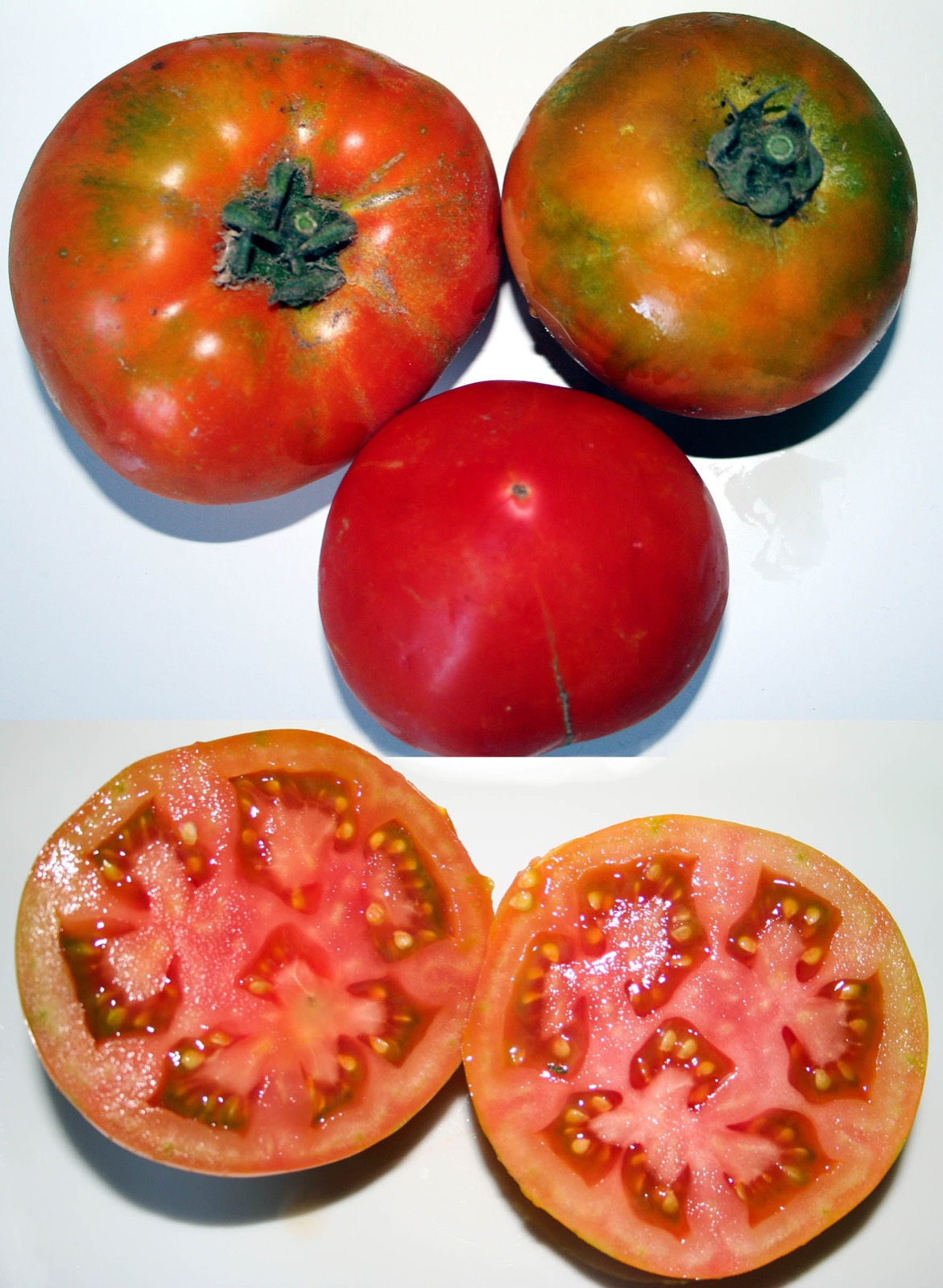 008 · blanquillo_fruto_matias