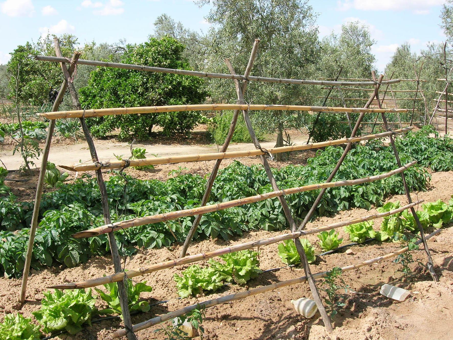 012 · HN_Antonio_Medina_2007_04_26_varios0611_tomatera