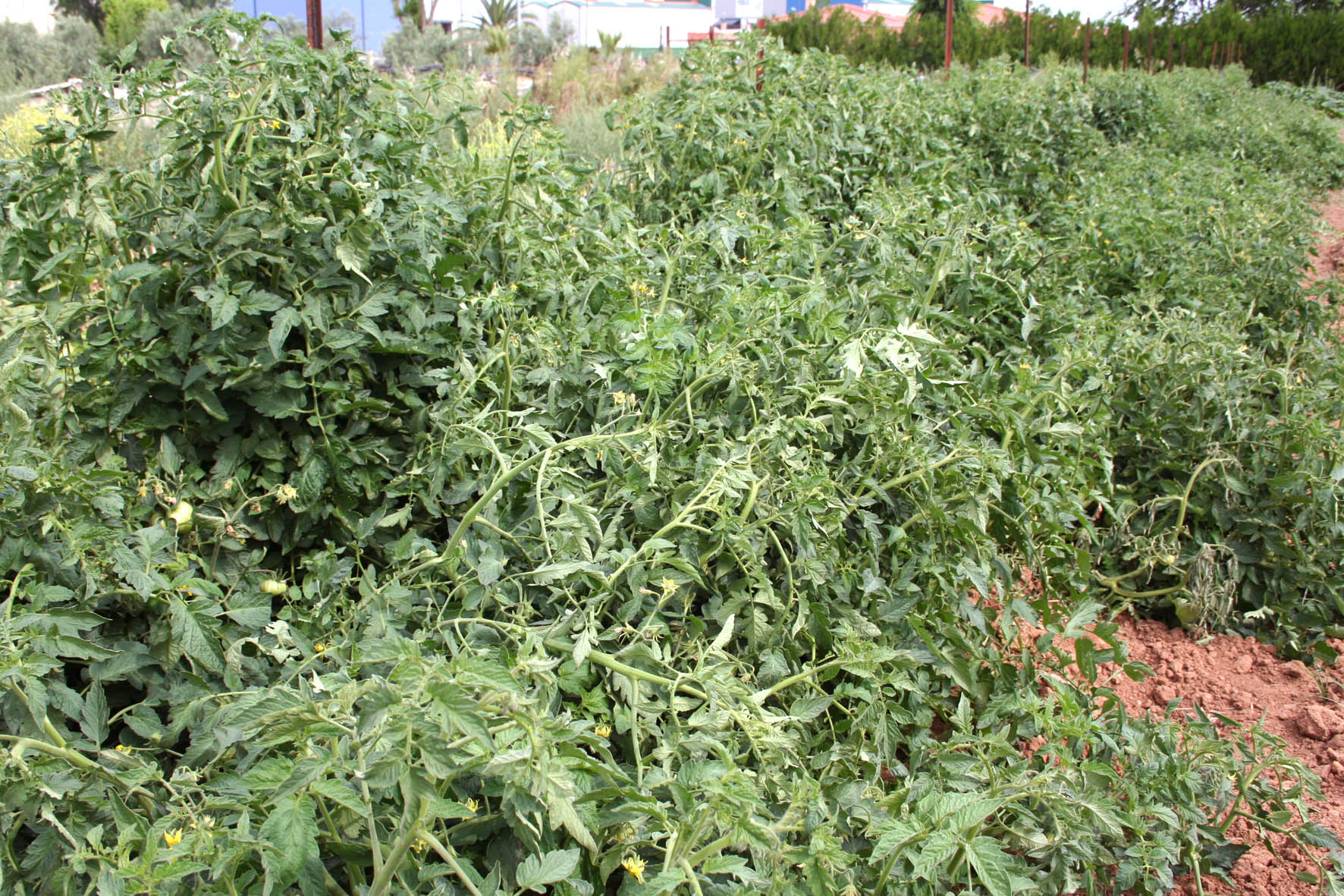016 · VQ_Jose_Maria_Romero_2007_05_31_8_tomate_corazon_toro