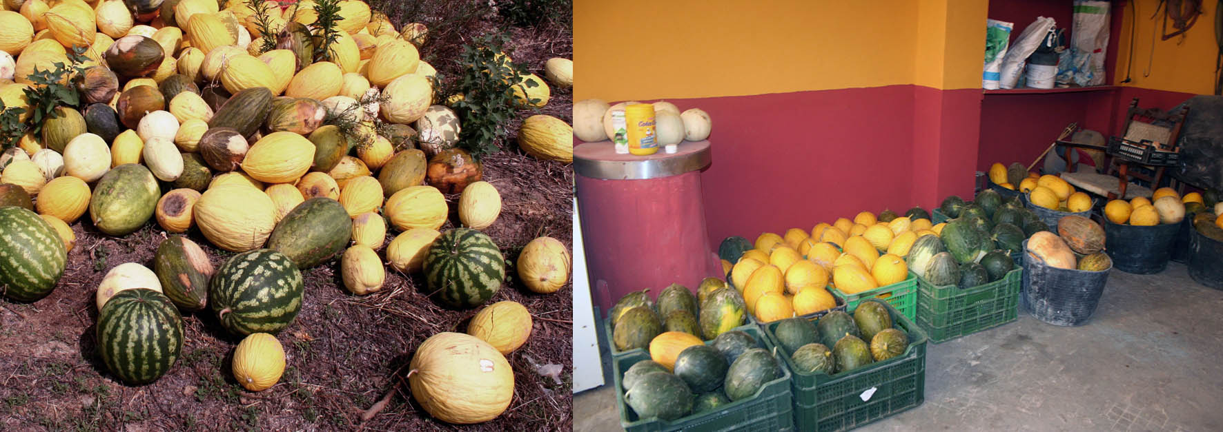 046 · melones_almacenados