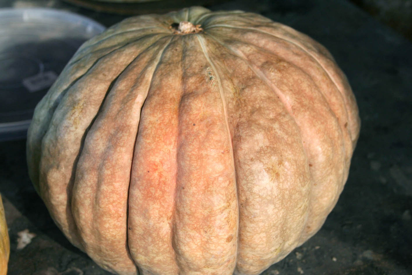 051 · ER_Francisco_Aragon_2007_08_14_calabaza roteña  001