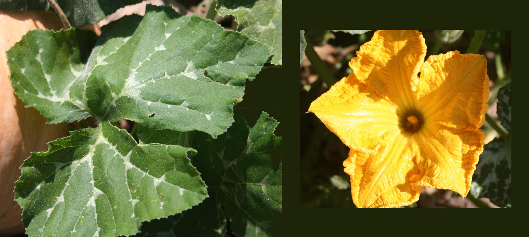 058 · Calabaza_guitarrilla_hoja_flor