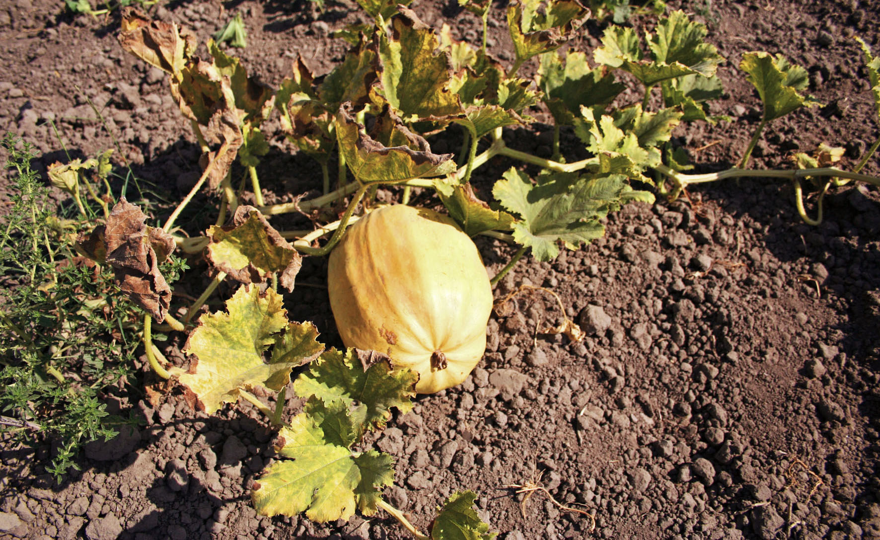 059 · ER_Francisco_Gomez_2007_07_11_Calabaza de Palo001