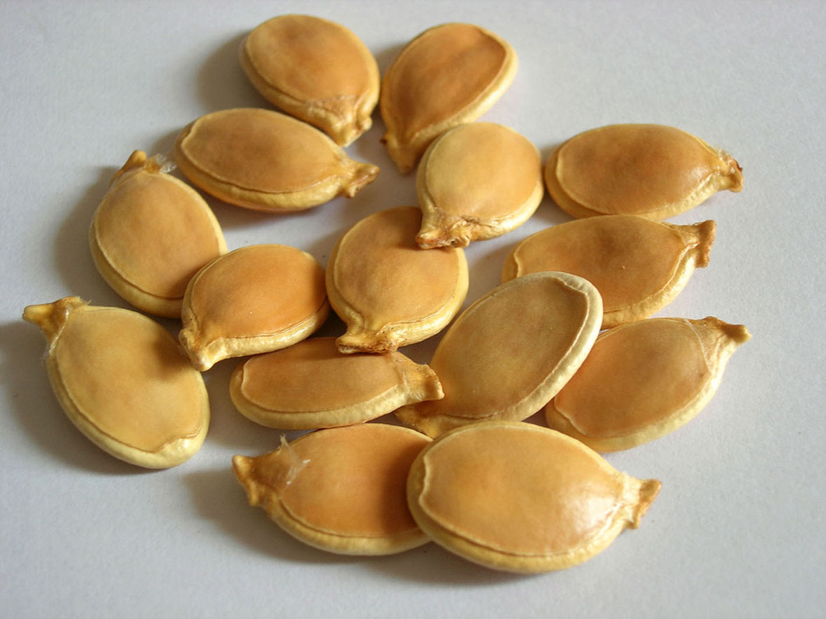 060 · VQ_primo_Juan_Zurita_2007_03_28_calabaza_de_palo(1)