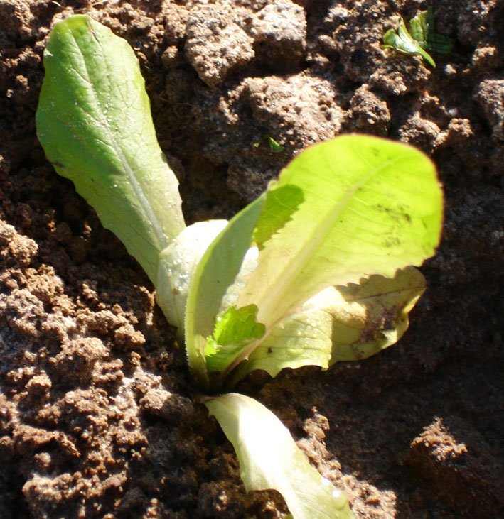 087 · VQ_Vicente_Gonzalez_2008_05_02_lechuga2