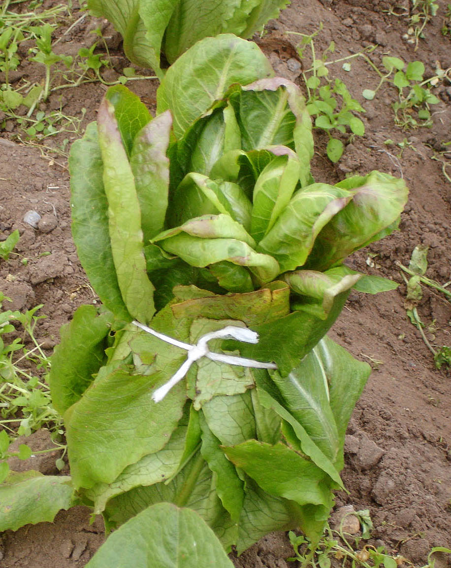 089 · VQ_Manuel_Tomaso_2008_02_01_lechuga_país6