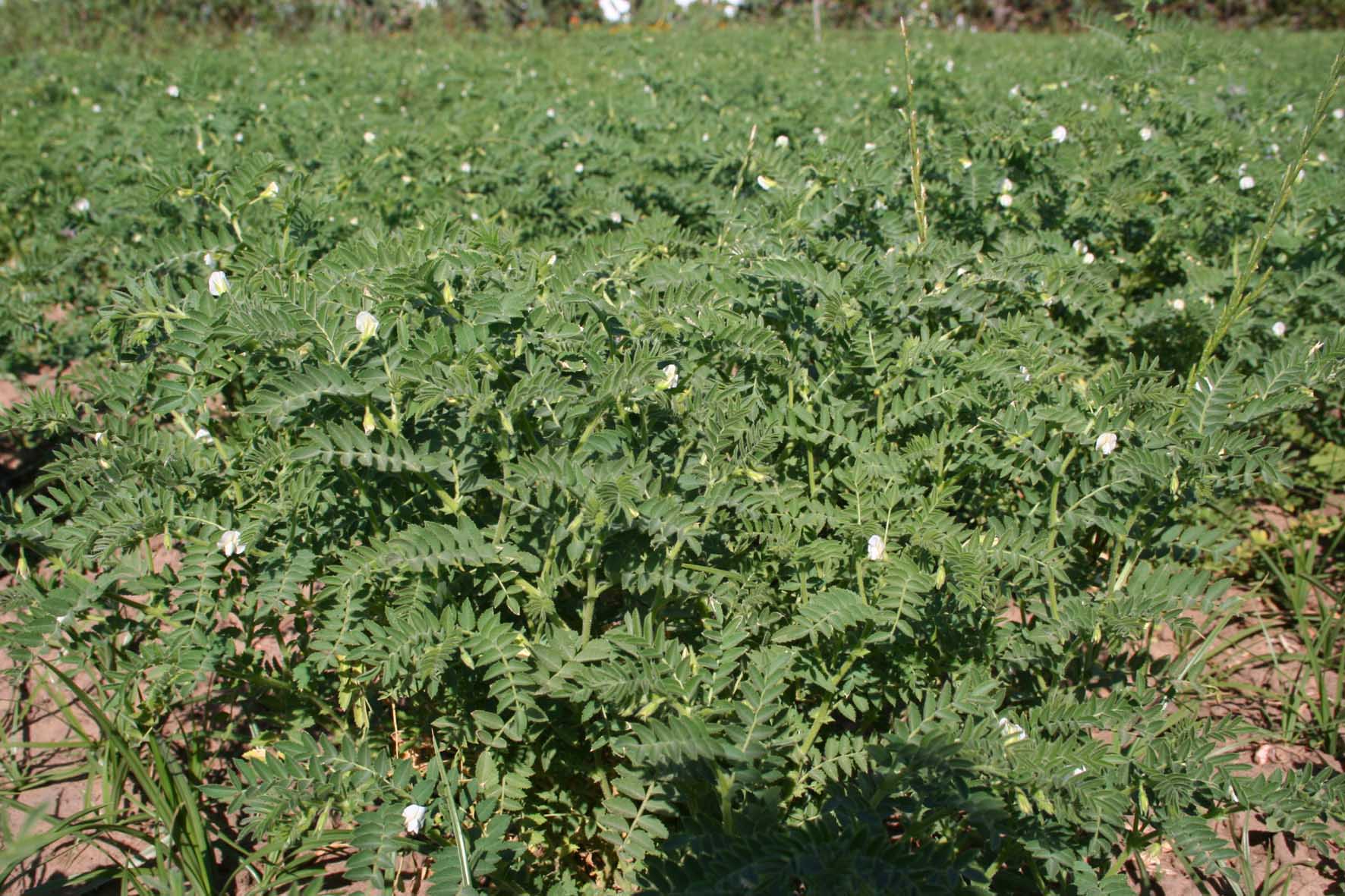 108 · VQ_Manuel_Tomaso_2007_05_16_55_guisantes