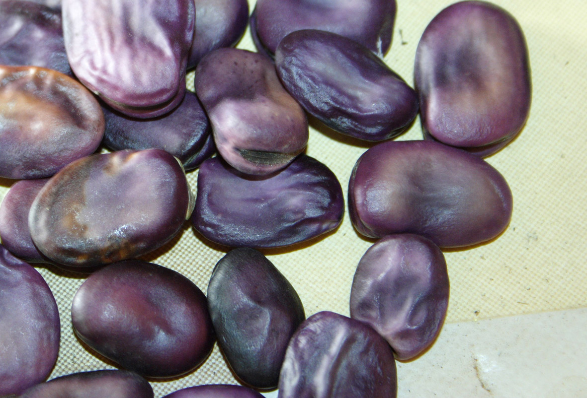 109 · AL_Pepe_Salustiano_2008_06_23_habas_morada_4
