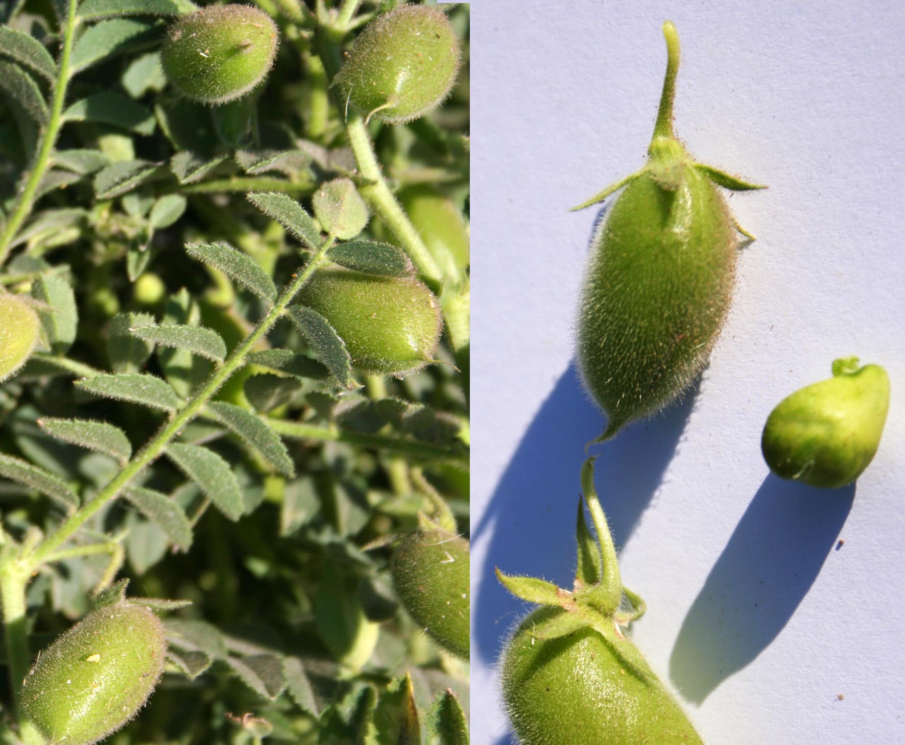 116 · garbanzos_mulato_vaina_fruto