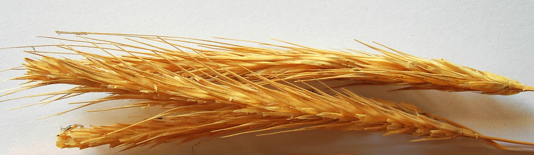 123 · cebada_caballar_escobilla