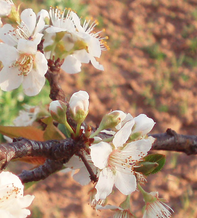 209 · ciruelo_platanero_flor_marzo
