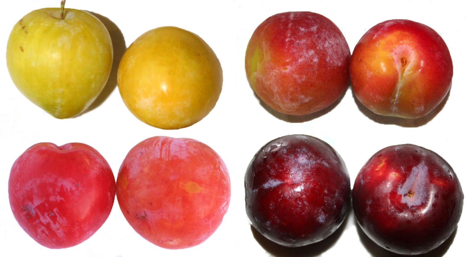 210 · ciruelos_frutos_caract