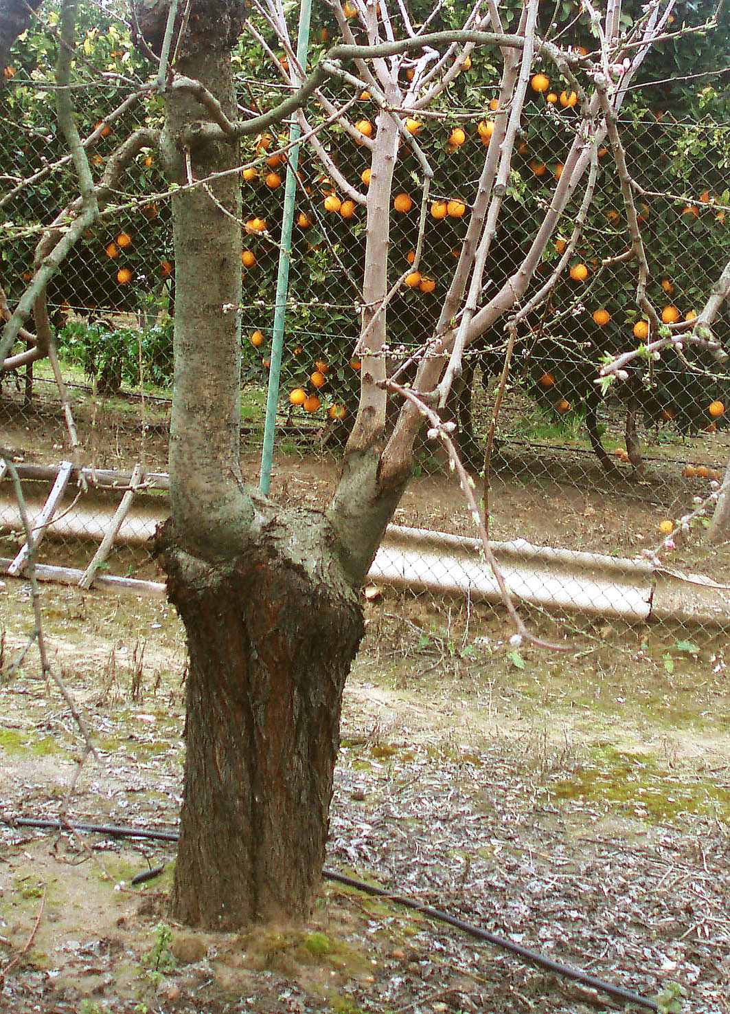 220 · ciruelo_bomba_en_melocoton_en_almendro_febrero