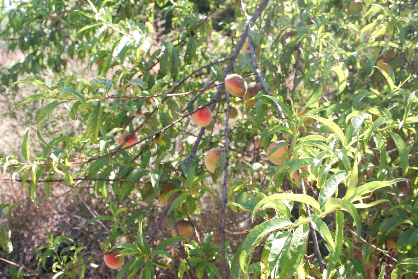 235 · alberchigo_1_hojas_frutos_8