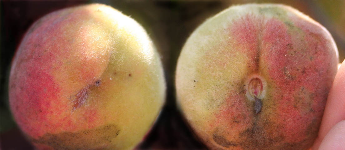 236 · alberchigo_1_frutos_2