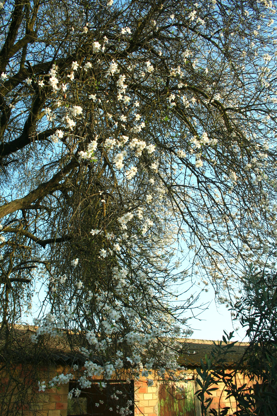 250 · almendro_boca_arbol_flor_hinojos_febrero