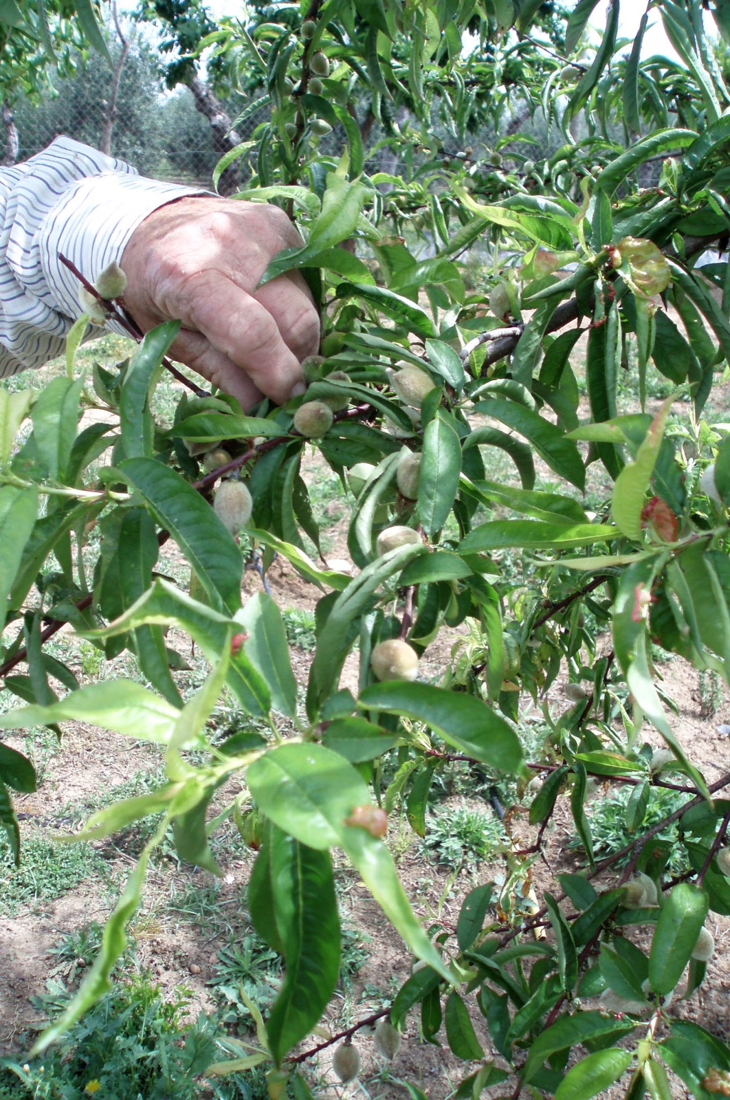 252 · almendro_duro_frutos_mayo_VQ