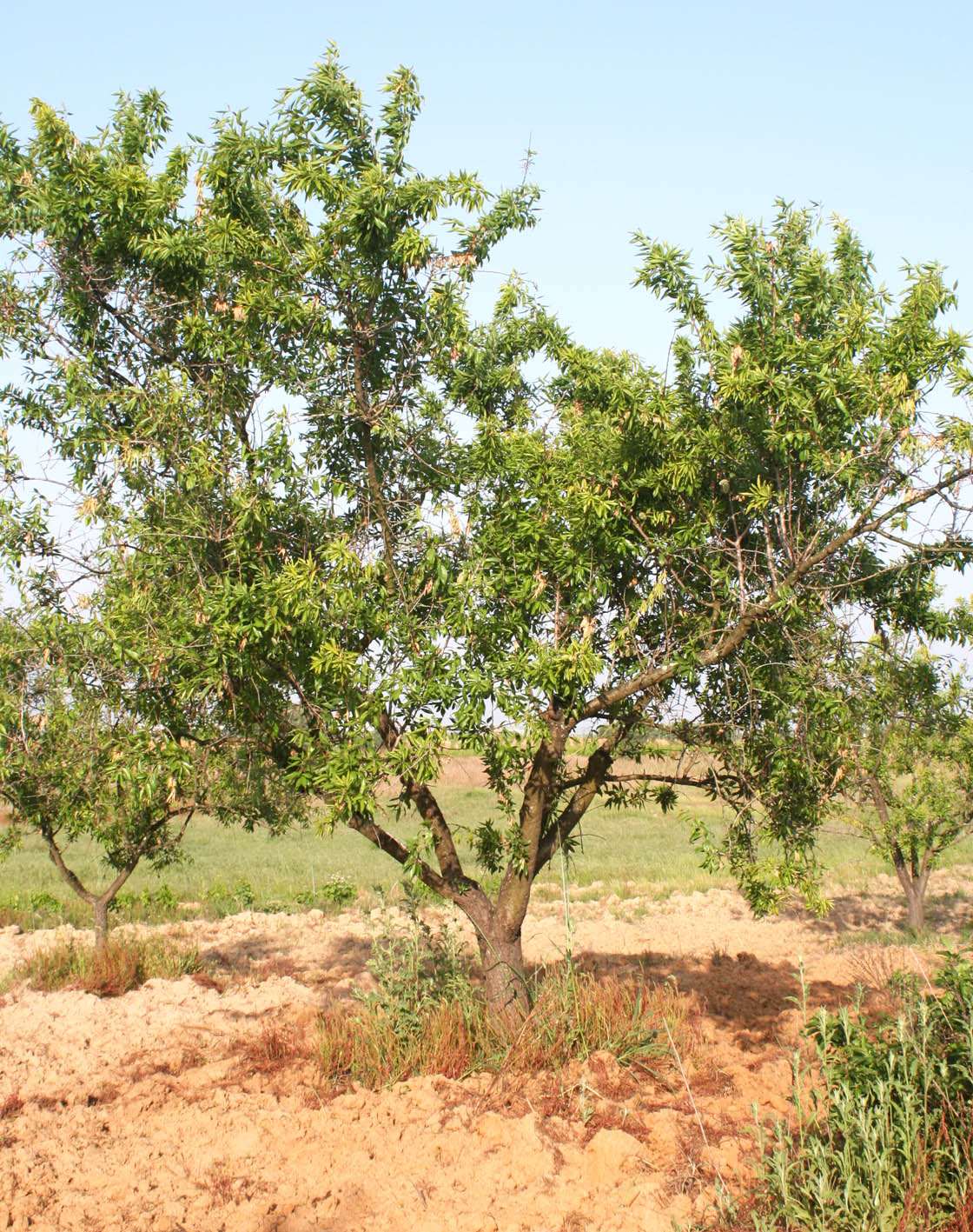 253 · almendro_duro_arbol_secano_abril_AL