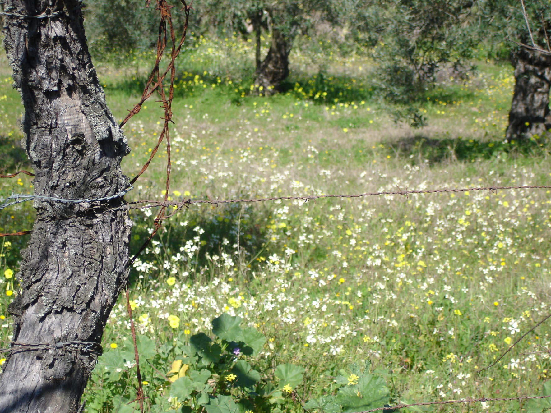 257 · almendro_vallado