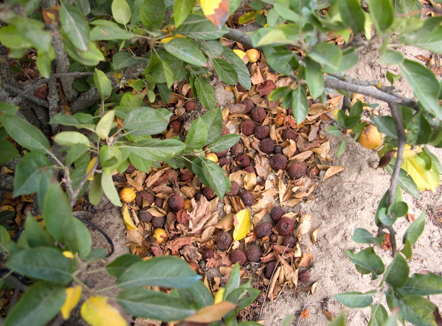 272 · perillo_manzano_enano_frutos_suelo072