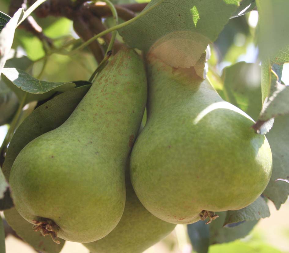 280 · VQ_Manuel_Tomaso_2007_06_18_Peral de botella9