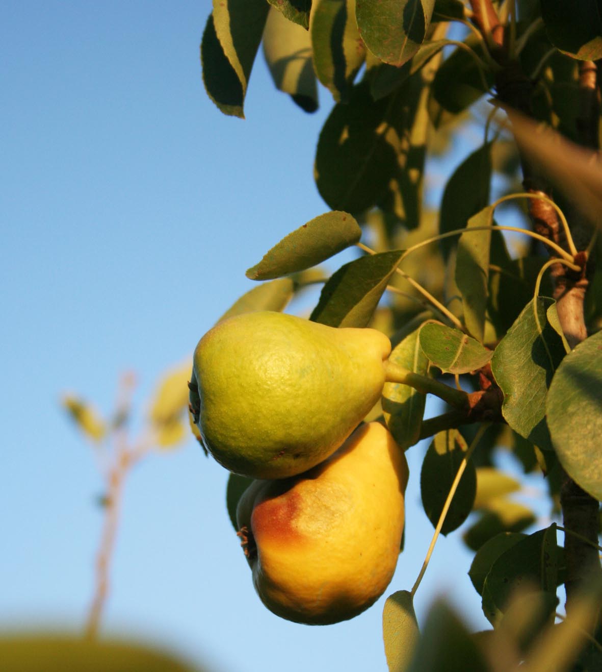 283 · Peral_3_frutos_2
