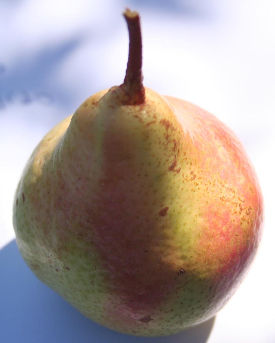 284 · Peral_4_fruto_agosto_1