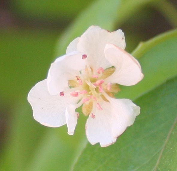 292 · peral_2_flor_abril