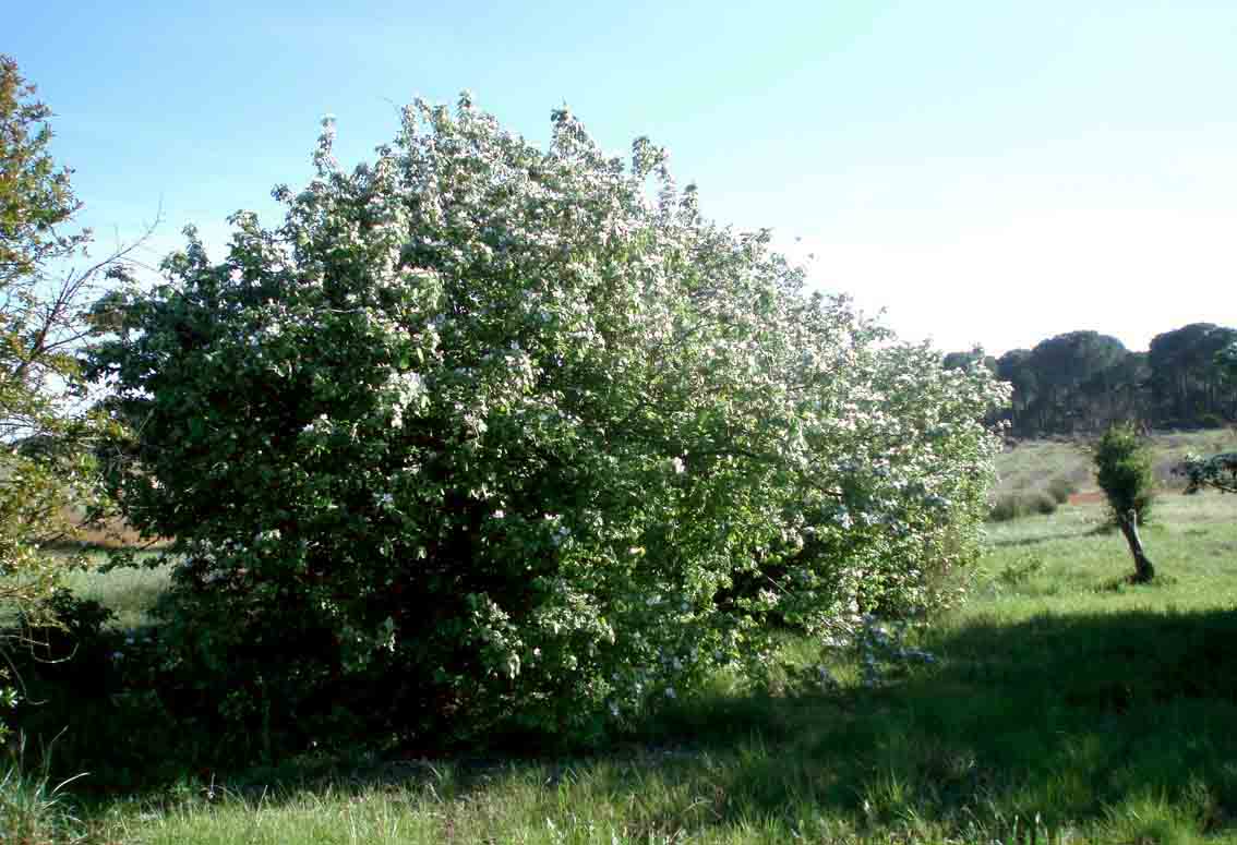 316 · Manuel_Orihuela_Membrillero_arbol_marzo