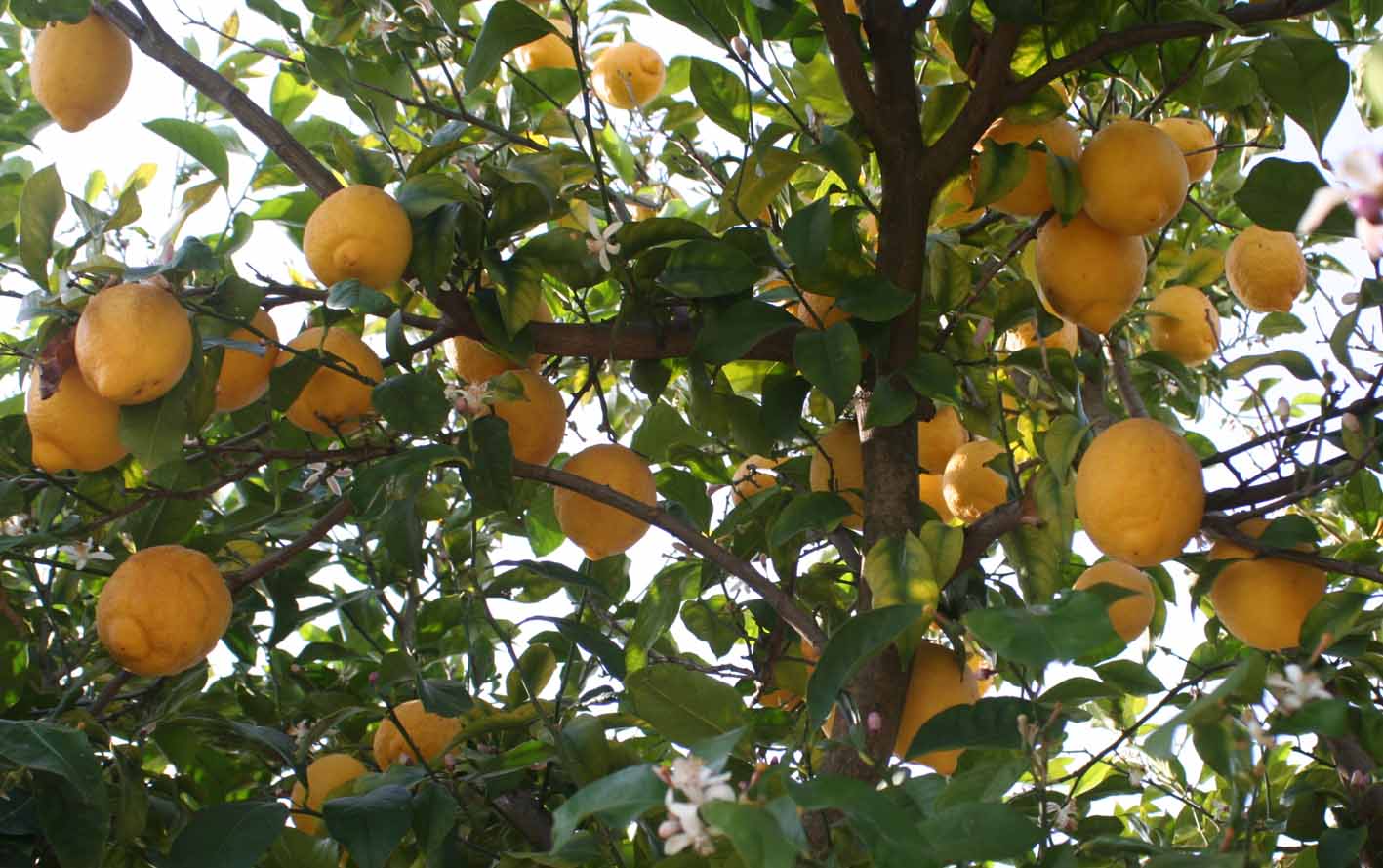 327 · AL_Manuel_Camillero_2007_04_23_Limonero lunario___2007_04