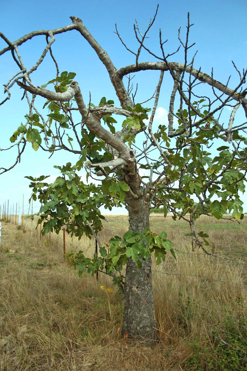 375 · Higuera Zarahila_arbol_002