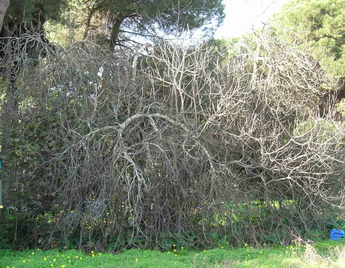 395 · HN_Juan_el_de_la_choza_2006_12_30_higueras  (5)