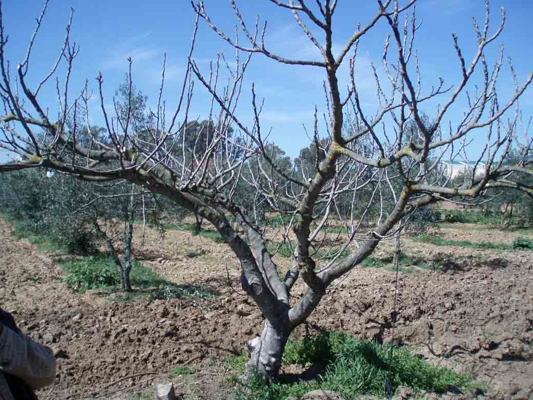 396 · VQ_Jose_Maria_Romero_2007_09_03_higuera zafari_