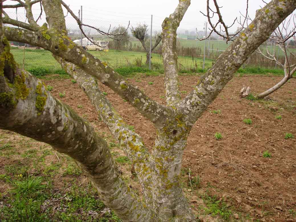 397 · VQ_Manuel_Tomaso_2008_02_01_higuera_negra2