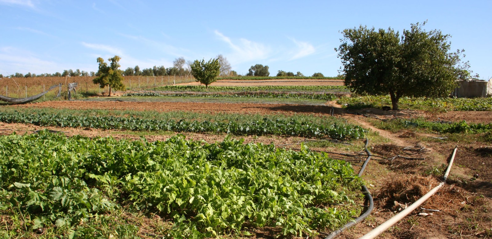 431 · azufaifo_normal_ecologia_paisaje